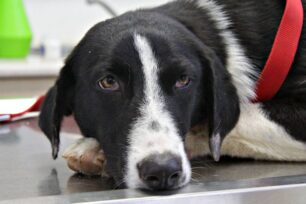 Μεσσηνία: Συνελήφθη ο 84χρονος που βίασε την σκυλίτσα στα Φιλιατρά